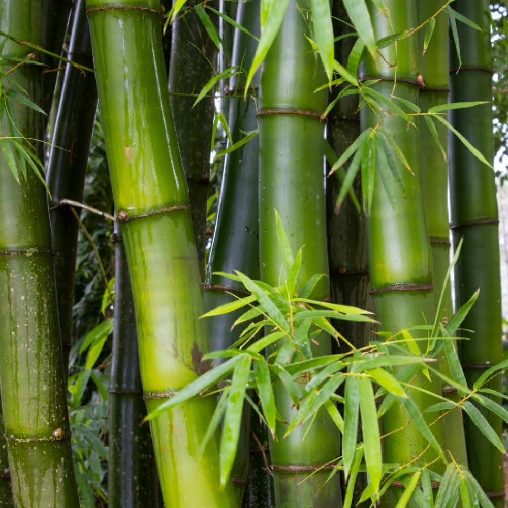 Image de bambou zoomée.